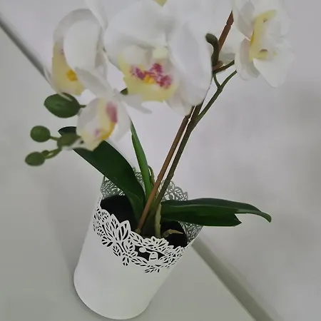 Apartment Feira Loft