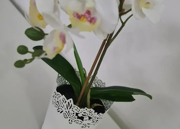 Apartment Feira Loft